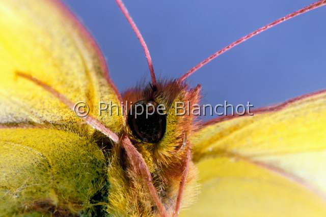 Colias croceus 2.JPG - Colias croceus (Portrait)Souci (femelle)Clouded yellowLepidopteraPieridaeFrance